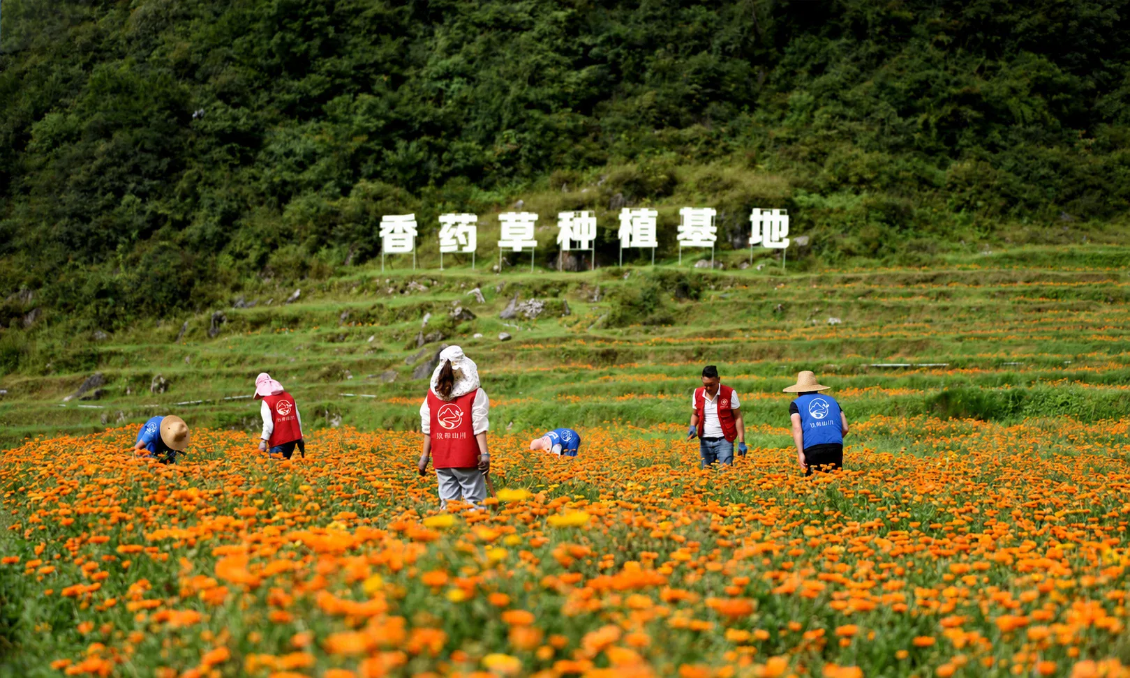 贵州乌蒙山区香药草种植基地，花田中立着“香药草种植基地”标识
